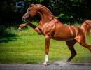 Ценные и красивые породы лошадей