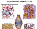 Типы ткани и их особенности строения и месторасположение в организме