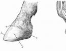 동물 해부학 치트 시트 - 발굽 구조